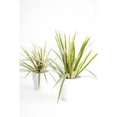 KENAZ - Dracena Marginata planta natural