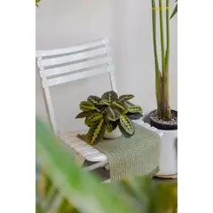 KENAZ - Maranta Leuconeura planta natural