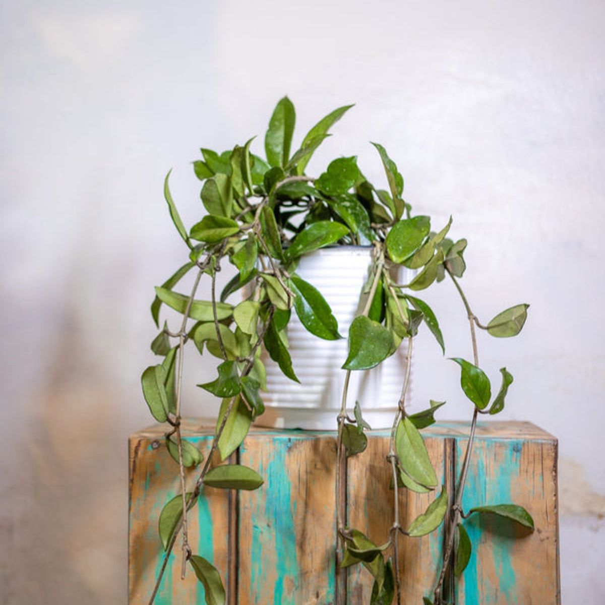 KENAZ - Hoya Carnosa Clepia planta natural