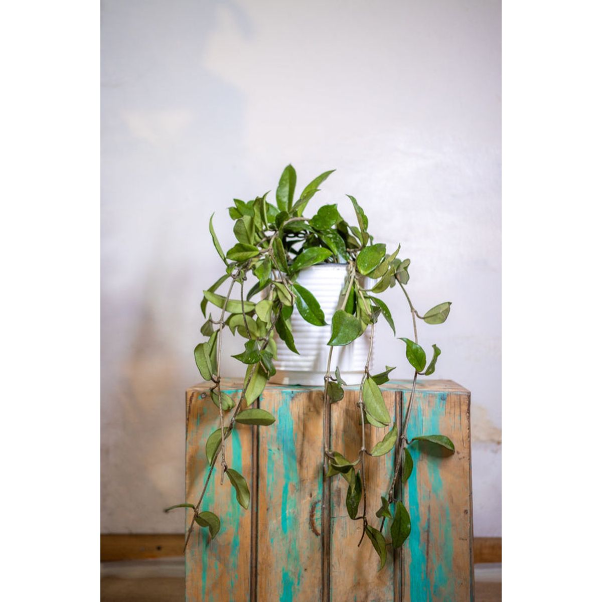 KENAZ - Hoya Carnosa Clepia planta natural