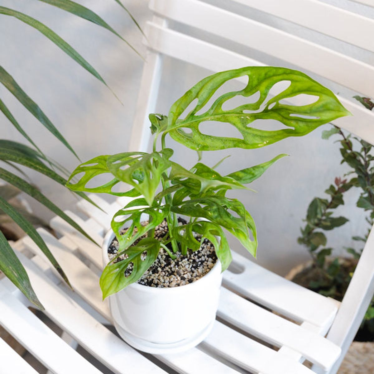 KENAZ - Monstera Adansonii planta natural