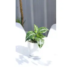 KENAZ - Afelandra planta natural