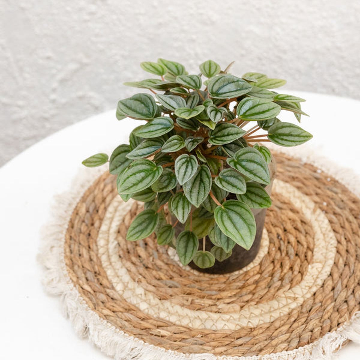 KENAZ - Peperomia Napoli Night