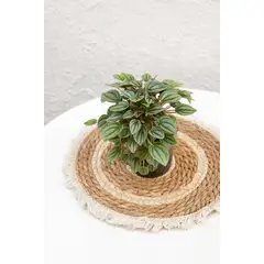 GENERICO - Peperomia Napoli Night