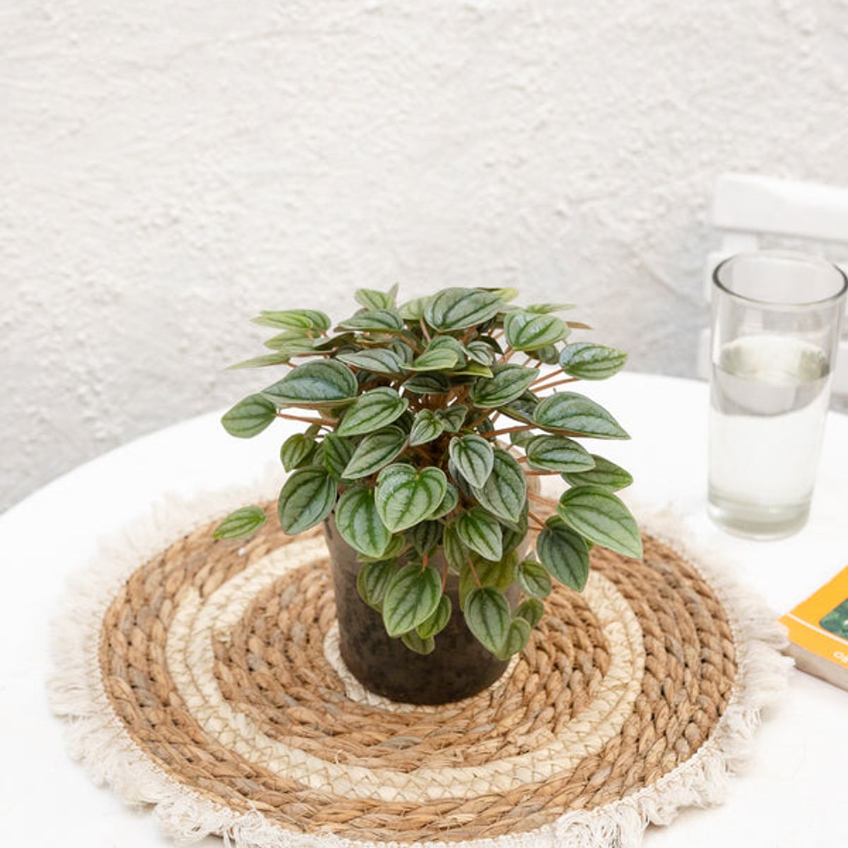 KENAZ - Peperomia Napoli Night