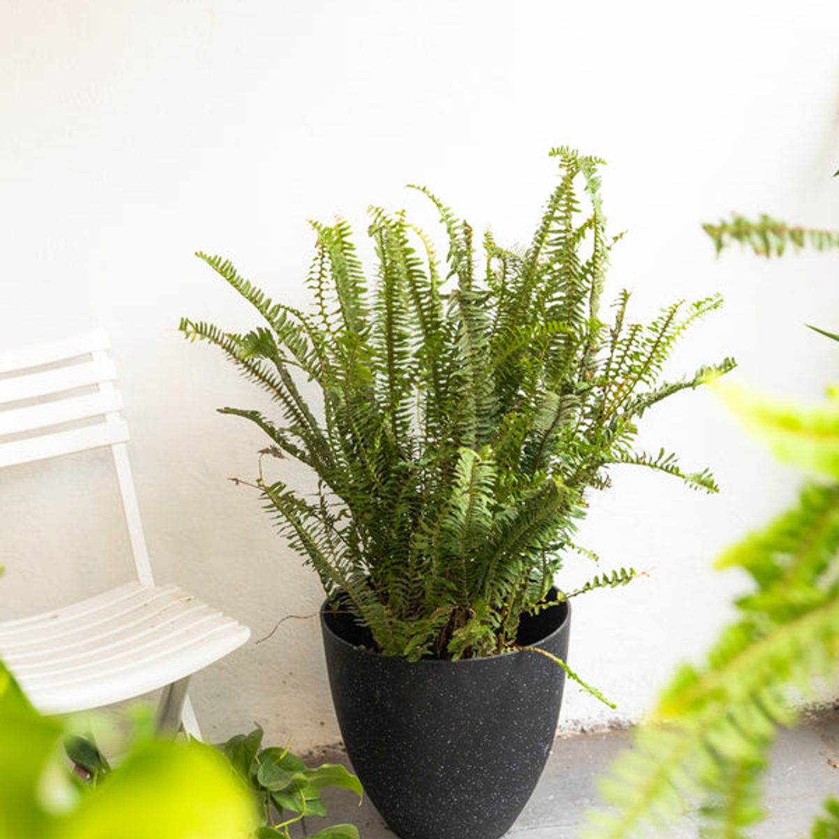 KENAZ - Helecho Espada planta natural