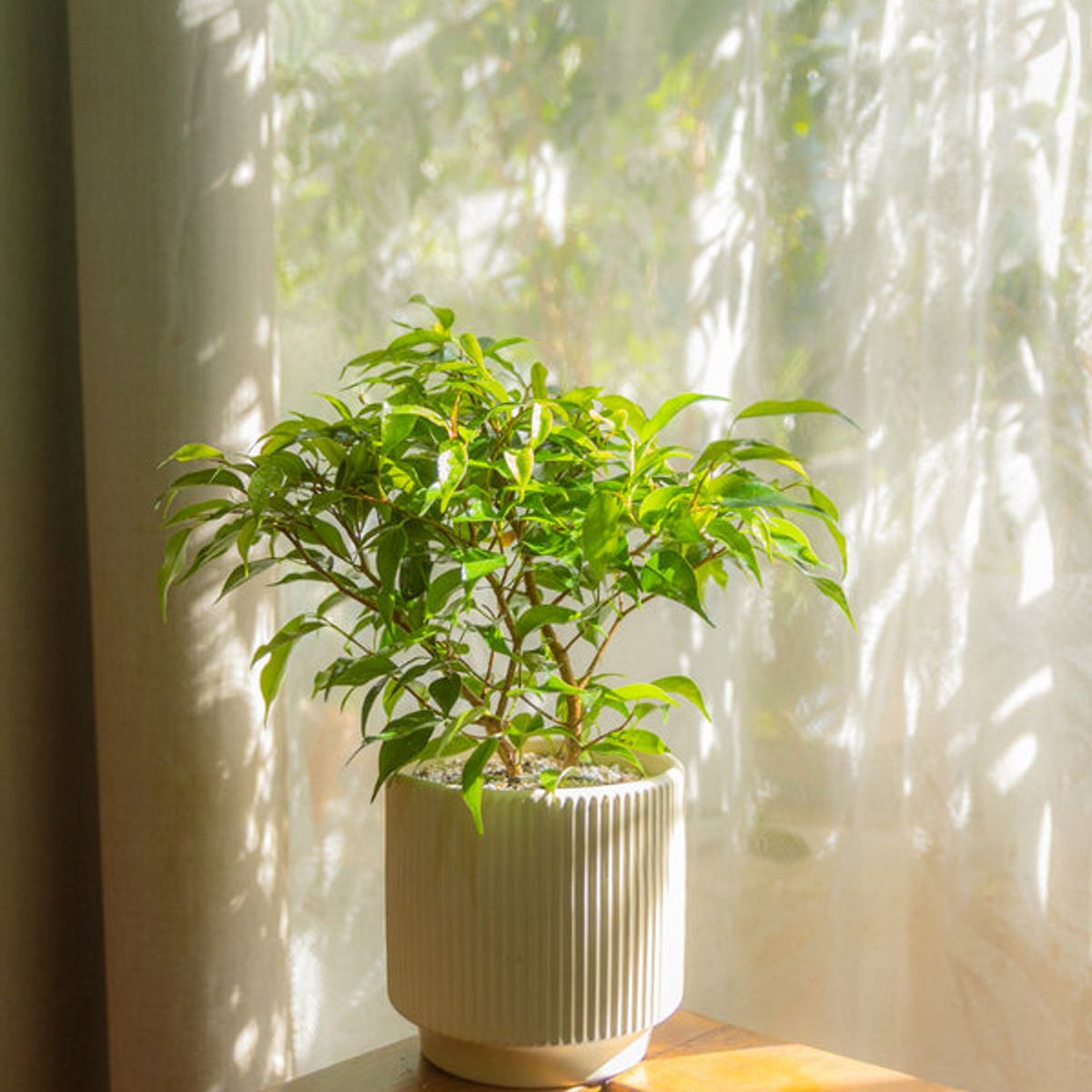 KENAZ - Ficus Bonsai planta natural