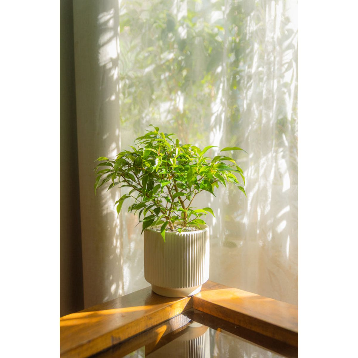 KENAZ - Ficus Bonsai planta natural