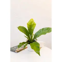 KENAZ - Helecho Asplenium planta natural