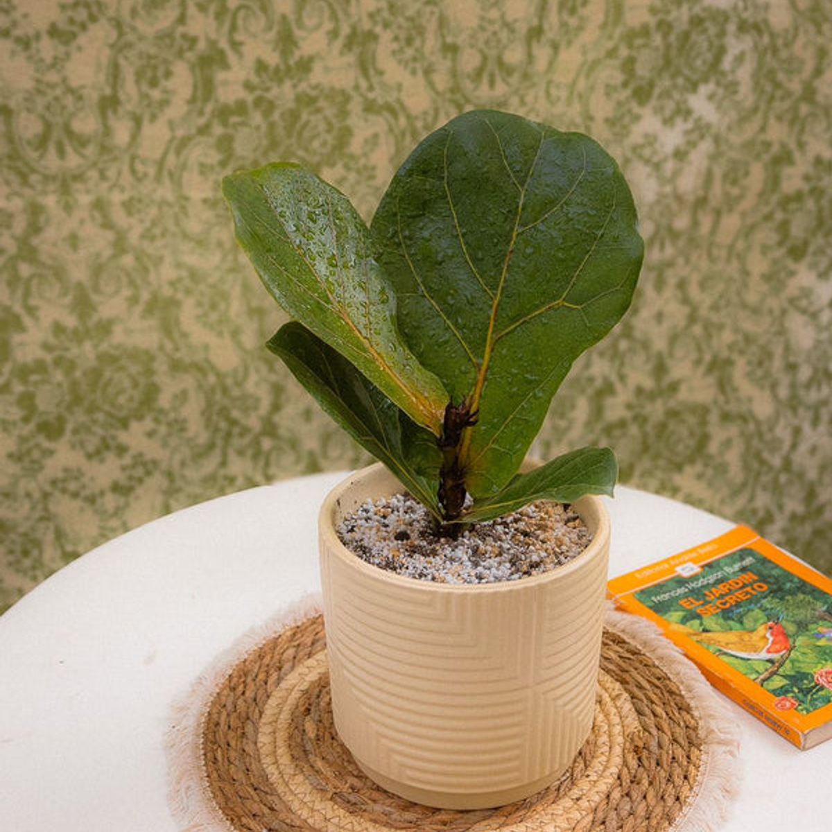 KENAZ - Ficus Lyrata planta natural