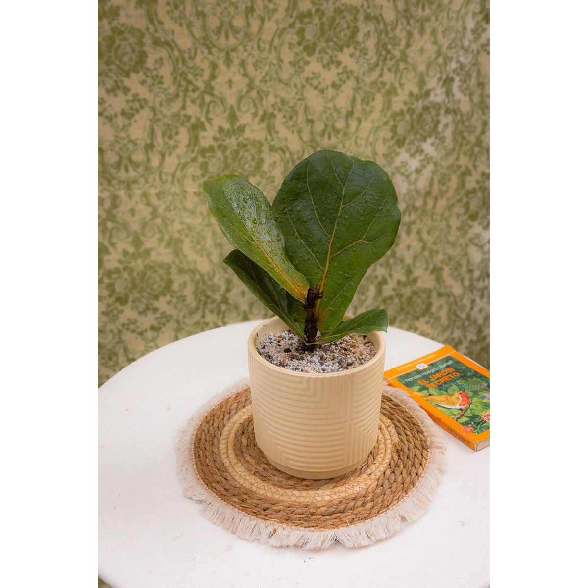 KENAZ - Ficus Lyrata planta natural