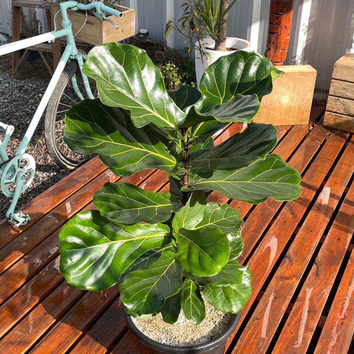 KENAZ - Ficus Lyrata planta natural