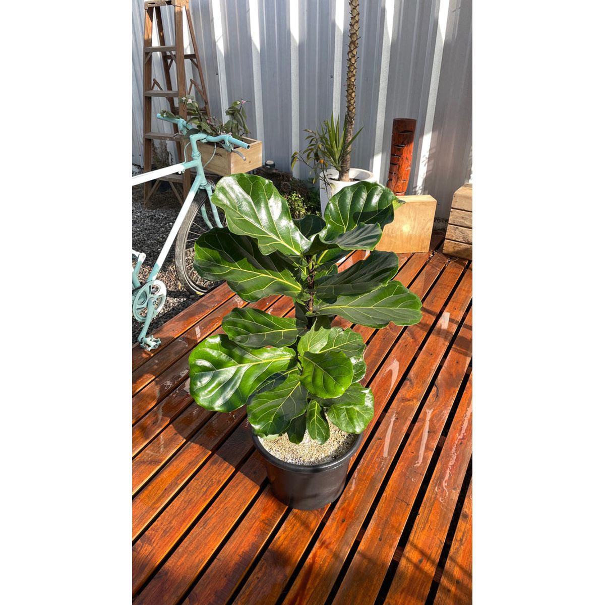 KENAZ - Ficus Lyrata planta natural