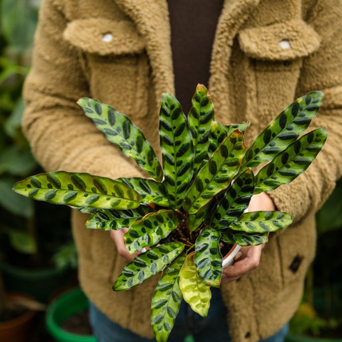 KENAZ - Calathea Lancifolia Insignis