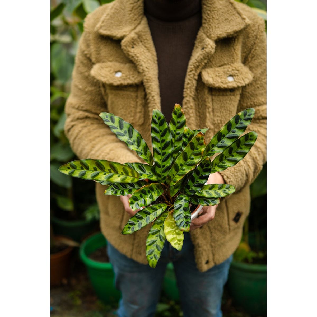 KENAZ - Calathea Lancifolia Insignis