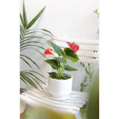 GENERICO - Anturio Rojo L planta natural