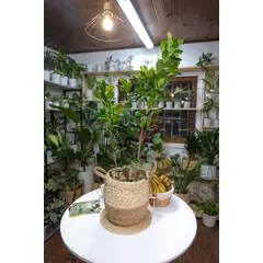 KENAZ - Ficus Moclame planta natural