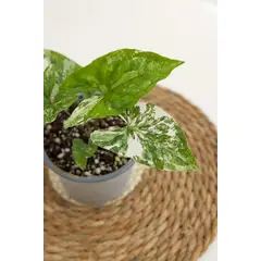 KENAZ - Singonio Variegado S