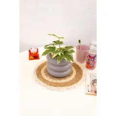 KENAZ - Aralia Variegada planta natural