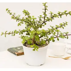 KENAZ - Árbol de jade planta natural