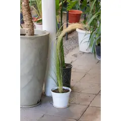 KENAZ - Stipa planta natural