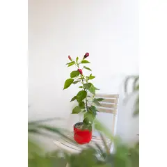 KENAZ - Hibisco planta natural