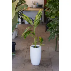 KENAZ - Alpinia Variegada planta natural