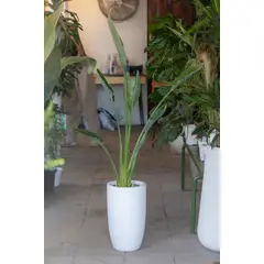 KENAZ - Flor Del Pajaro - Ave del paraiso