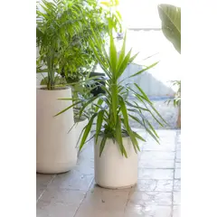 GENERICO - Yuca de Exterior planta natural