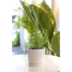 GENERICO - Romero planta natural