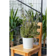 GENERICO - Romero planta natural