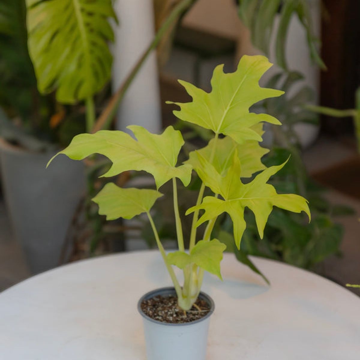 GENERICO - Filodendro Warscewiczii