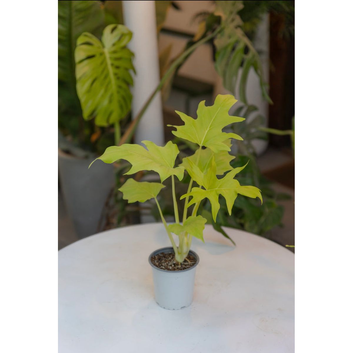 GENERICO - Filodendro Warscewiczii