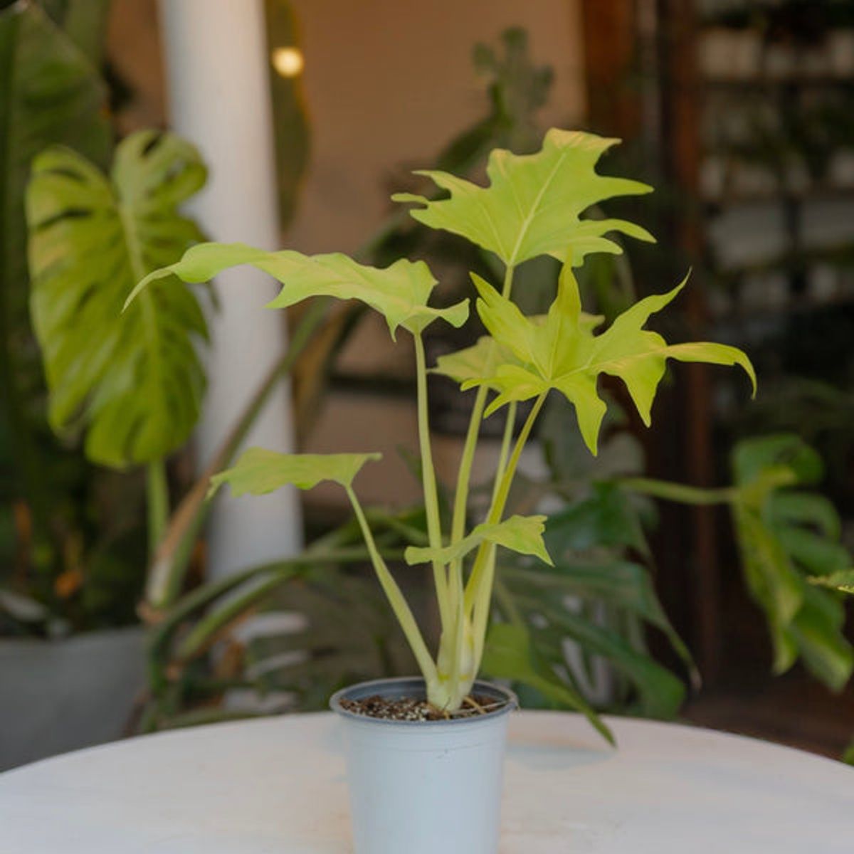 GENERICO - Filodendro Warscewiczii