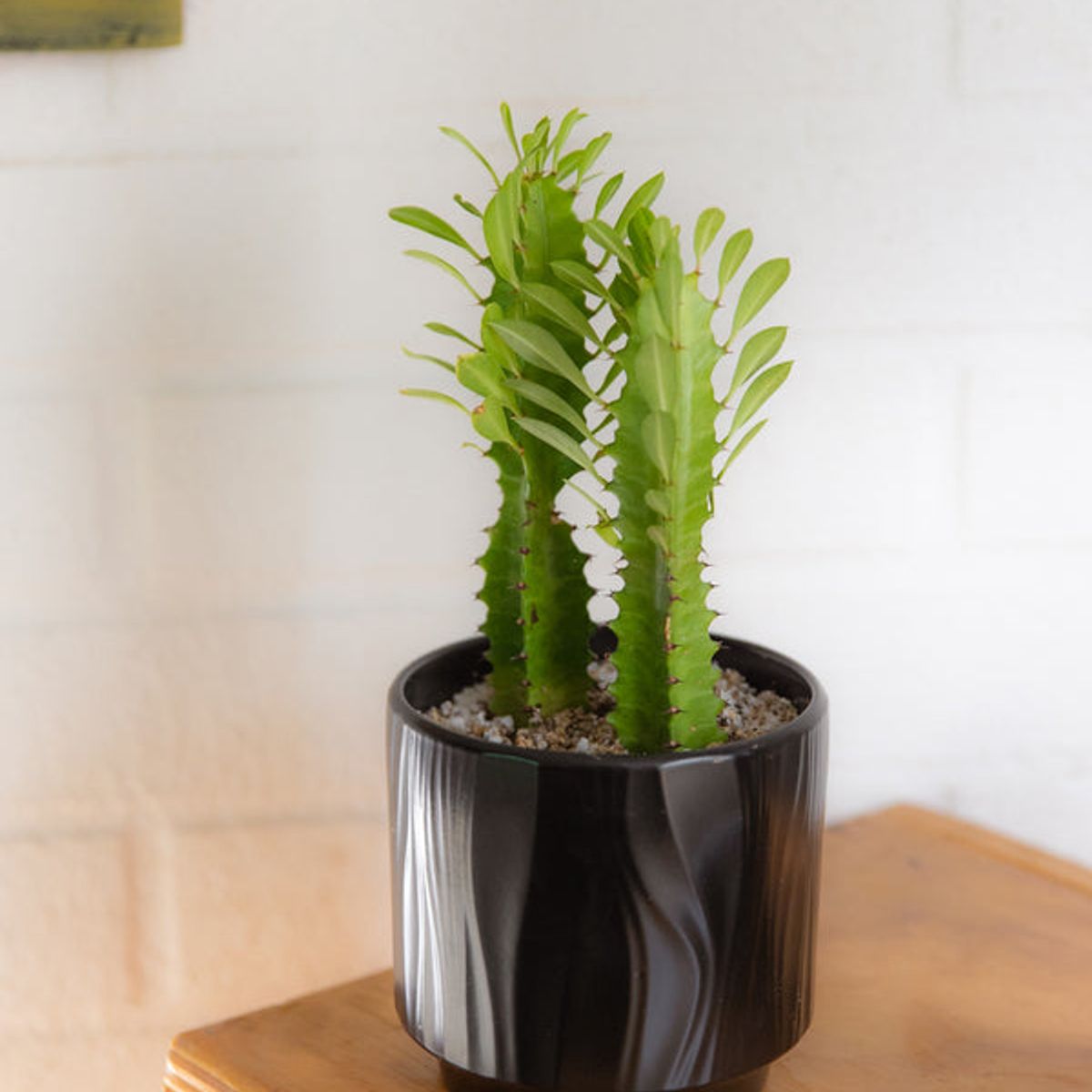 GENERICO - Baby Cactus Euphorbia