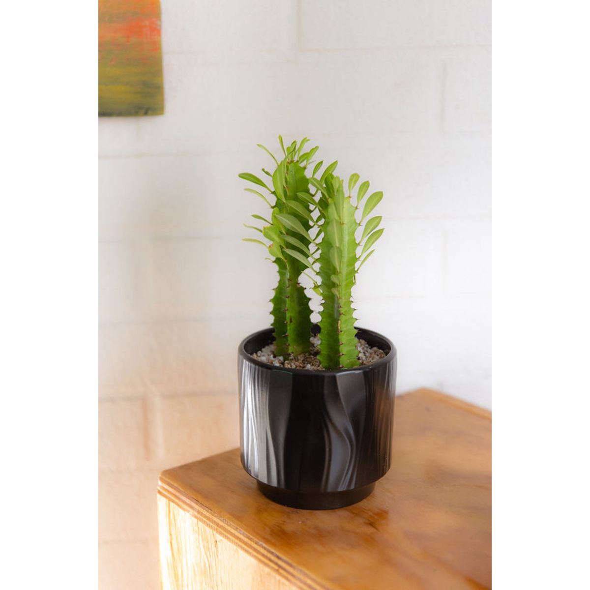 GENERICO - Baby Cactus Euphorbia