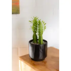 GENERICO - Baby Cactus Euphorbia