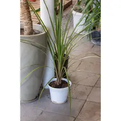 KENAZ - Dracena Exterior planta natural