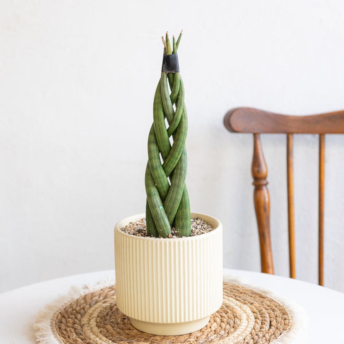KENAZ - Sansevieria Cilíndrica Trenzada