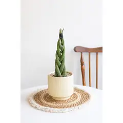 GENERICO - Sansevieria Cilíndrica Trenzada