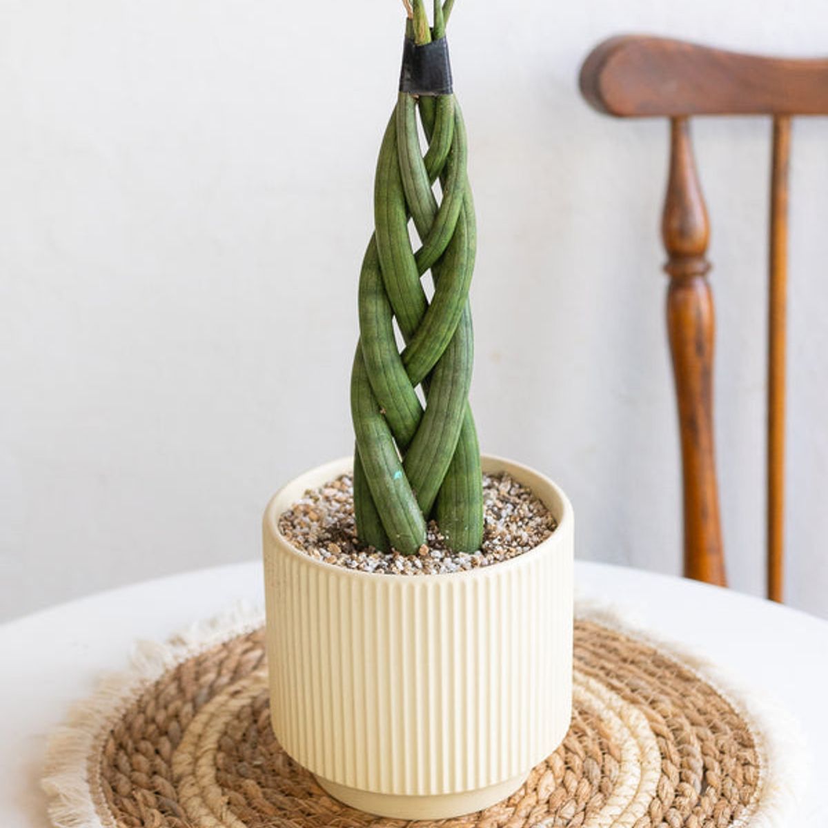 KENAZ - Sansevieria Cilíndrica Trenzada