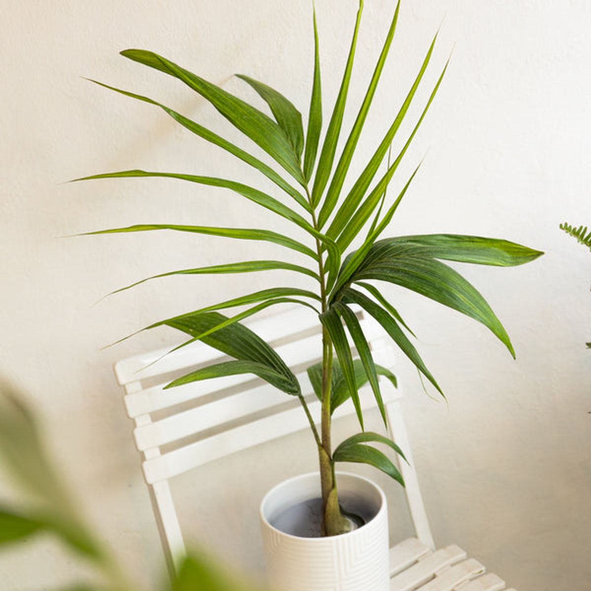 KENAZ - Palmera Kentia planta natural