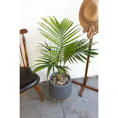 GENERICO - Palmera Kentia planta natural