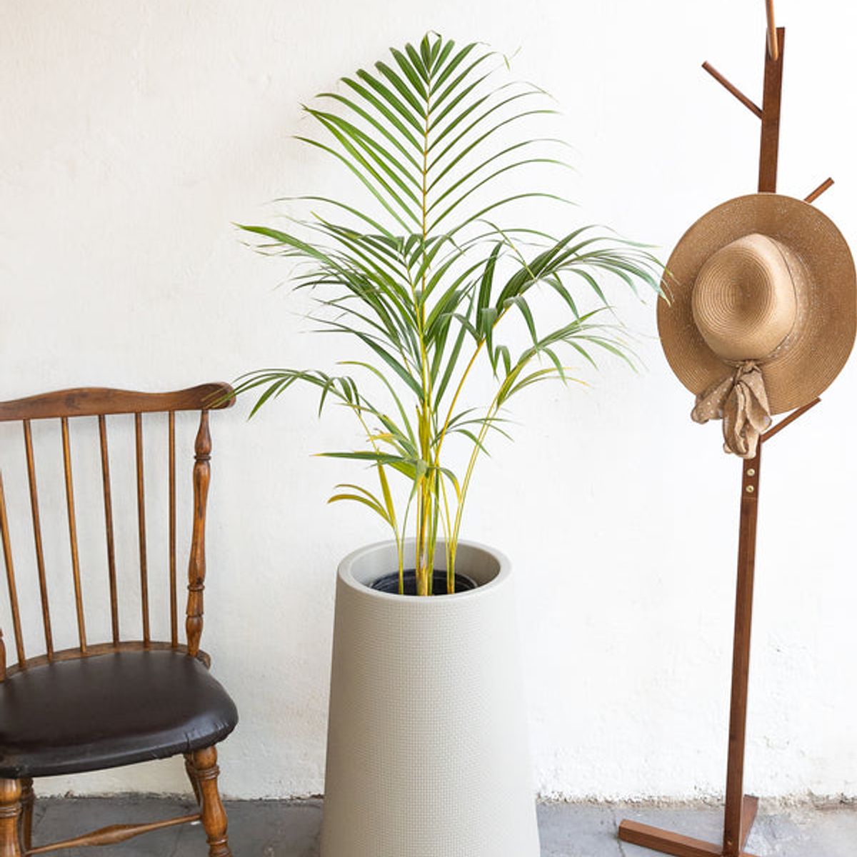 KENAZ - Palmera areca planta natural