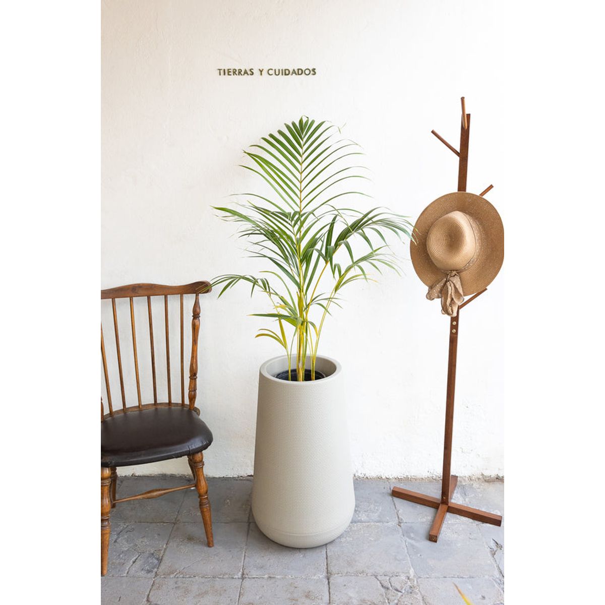 KENAZ - Palmera areca planta natural