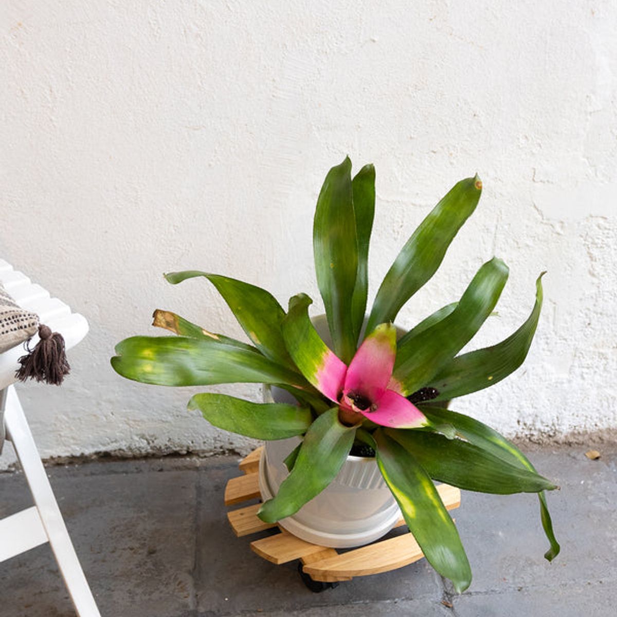 KENAZ - Bromelia planta natural