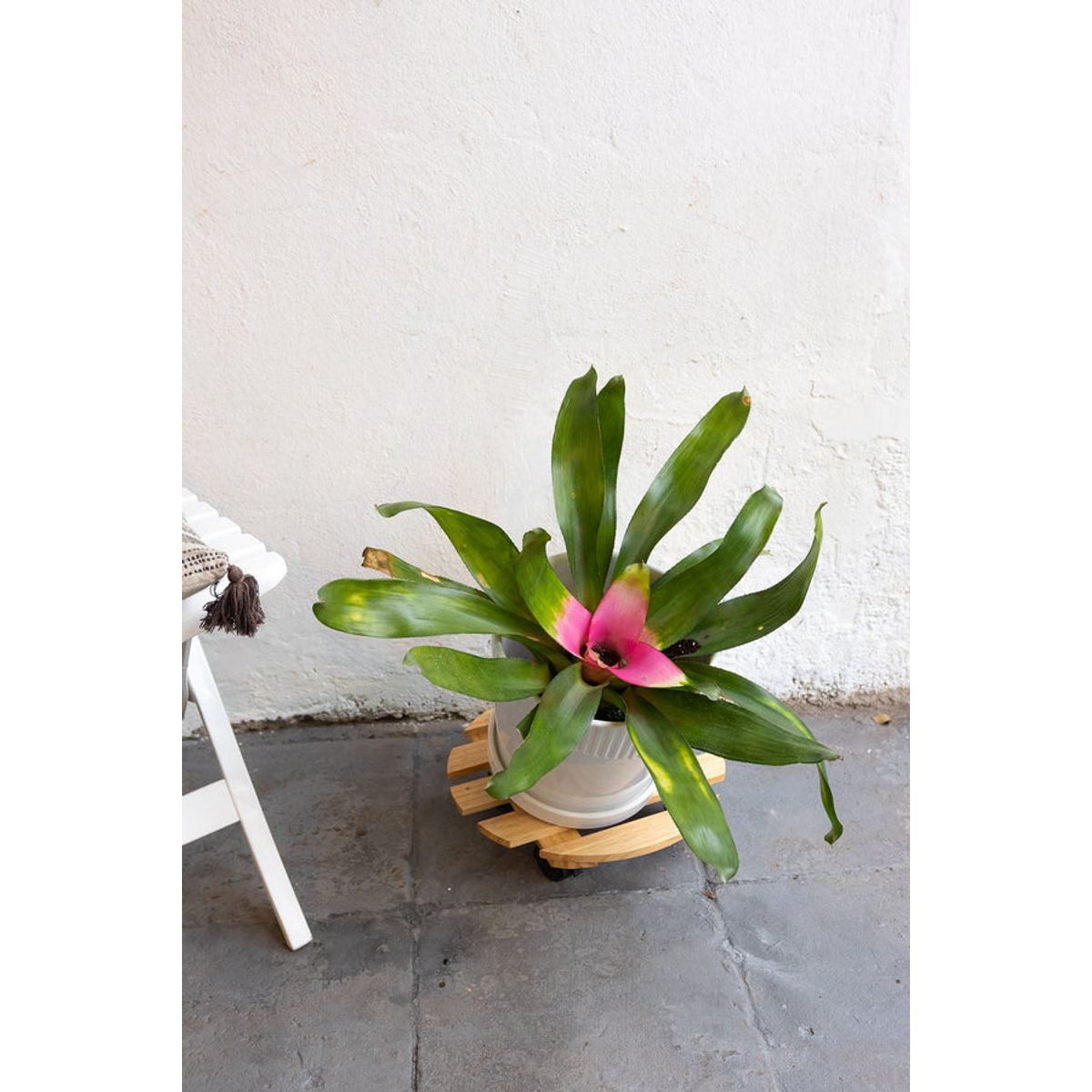 KENAZ - Bromelia planta natural