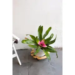 KENAZ - Bromelia planta natural