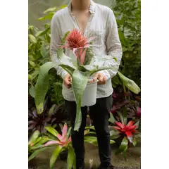 KENAZ - Bromelia planta natural