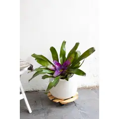 KENAZ - Bromelia planta natural